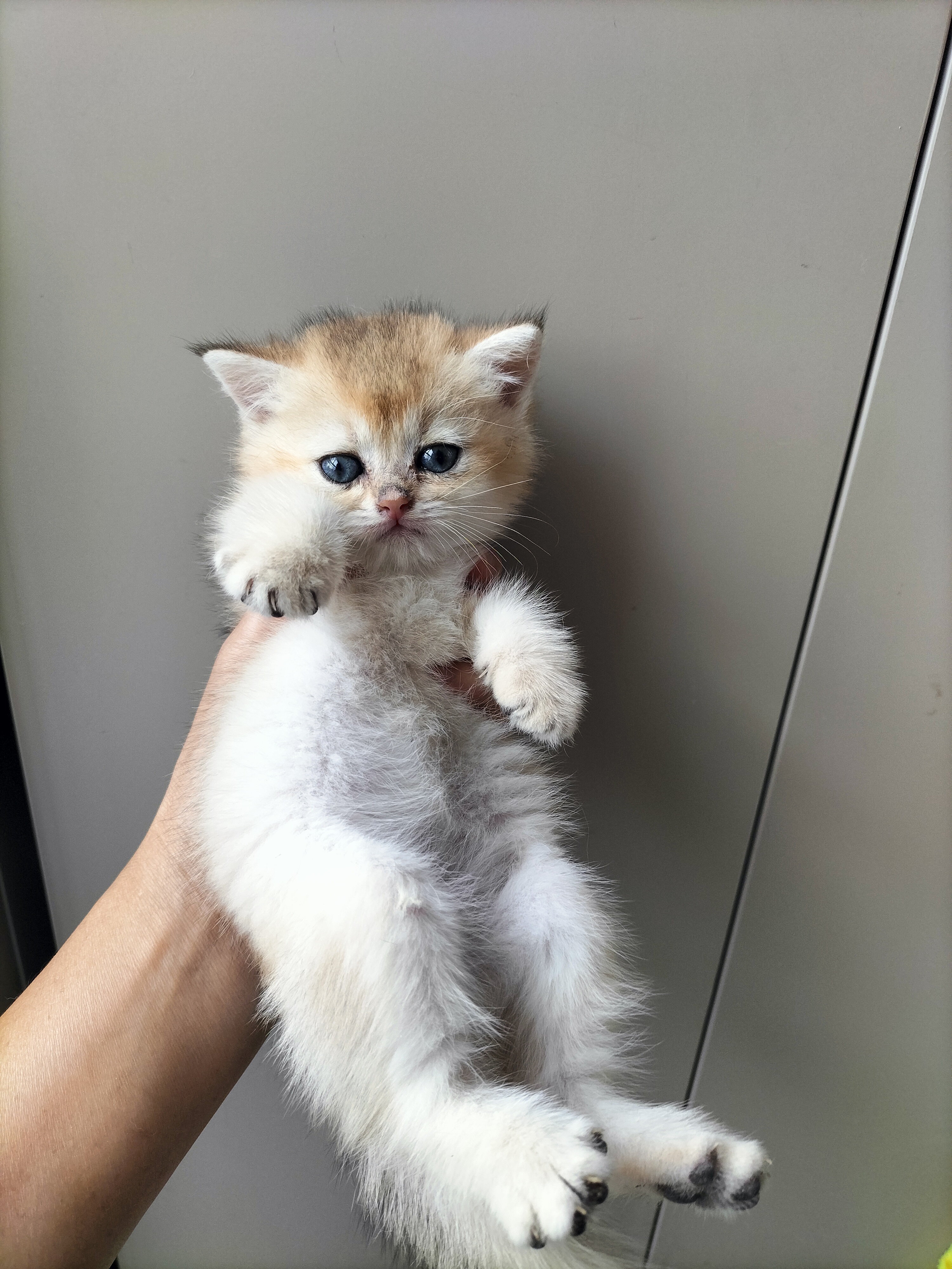 英国短毛猫